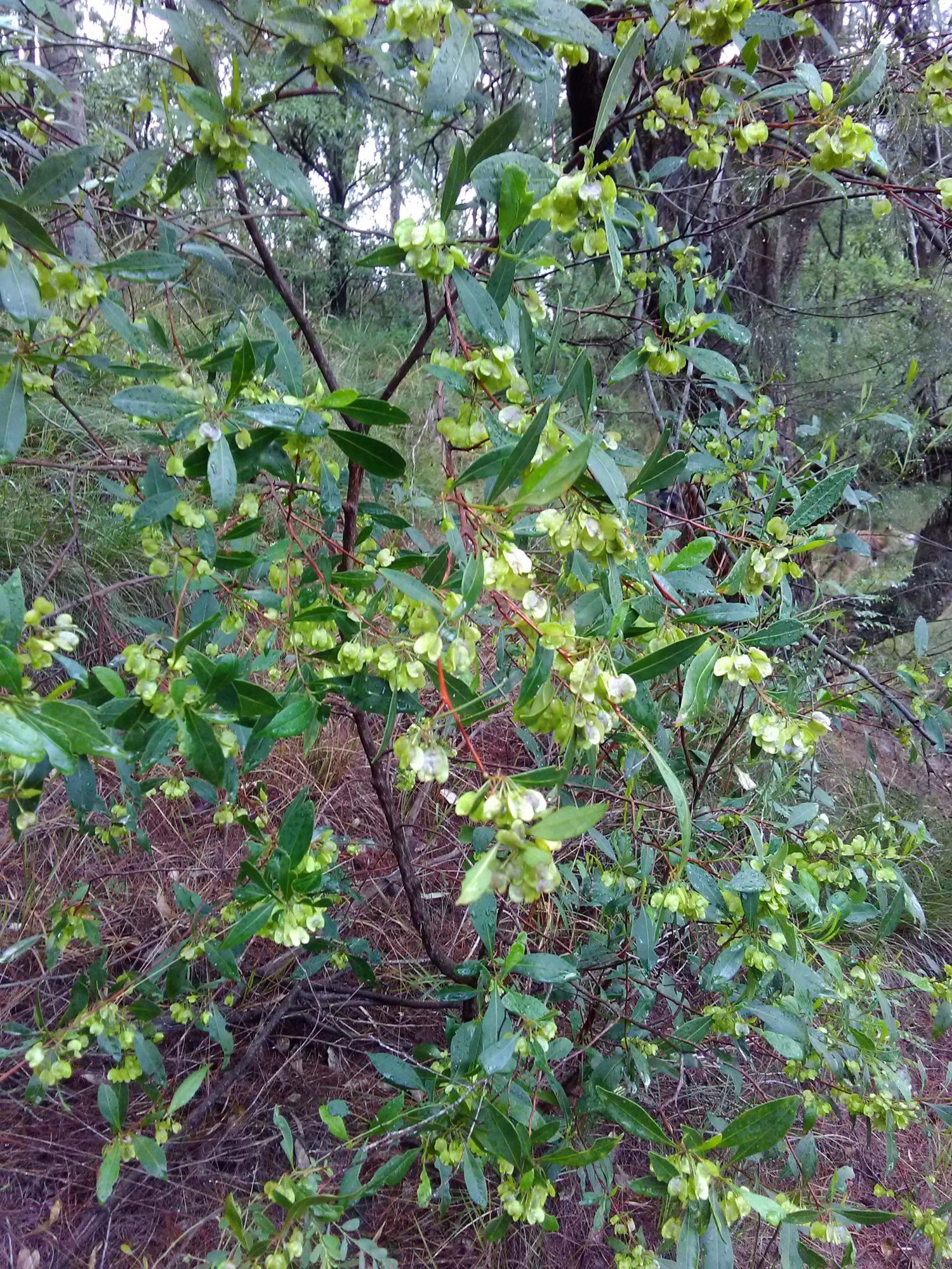 Read more about the article Dodonaea triquetra