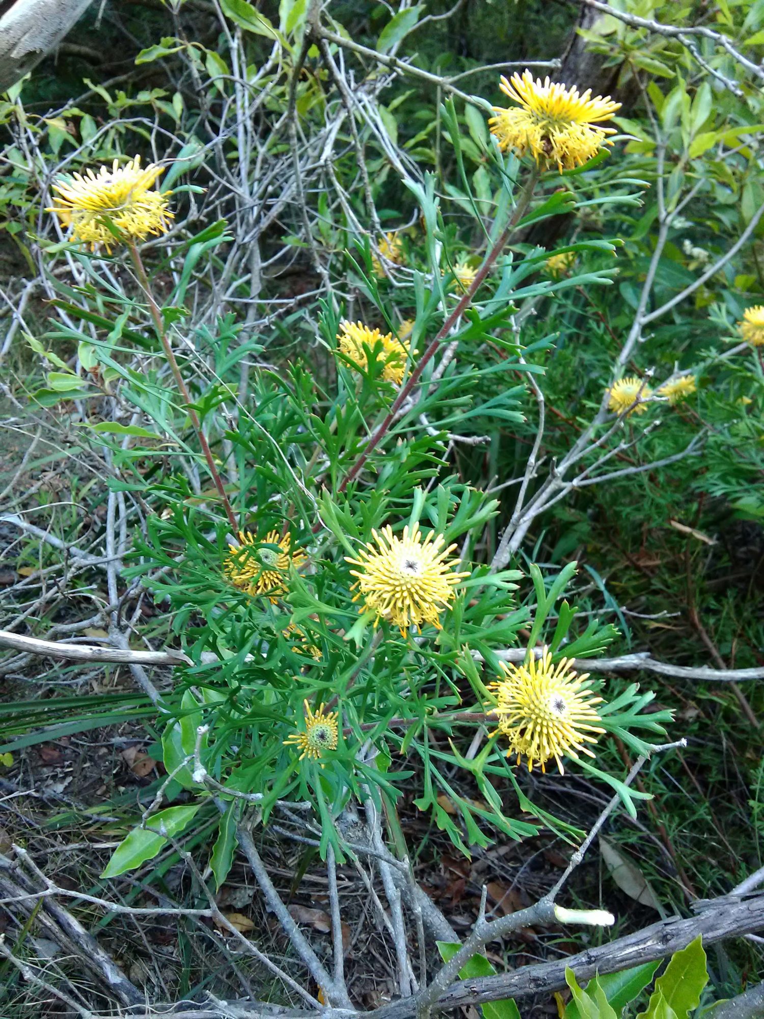 Read more about the article Isopogon anemonifolius