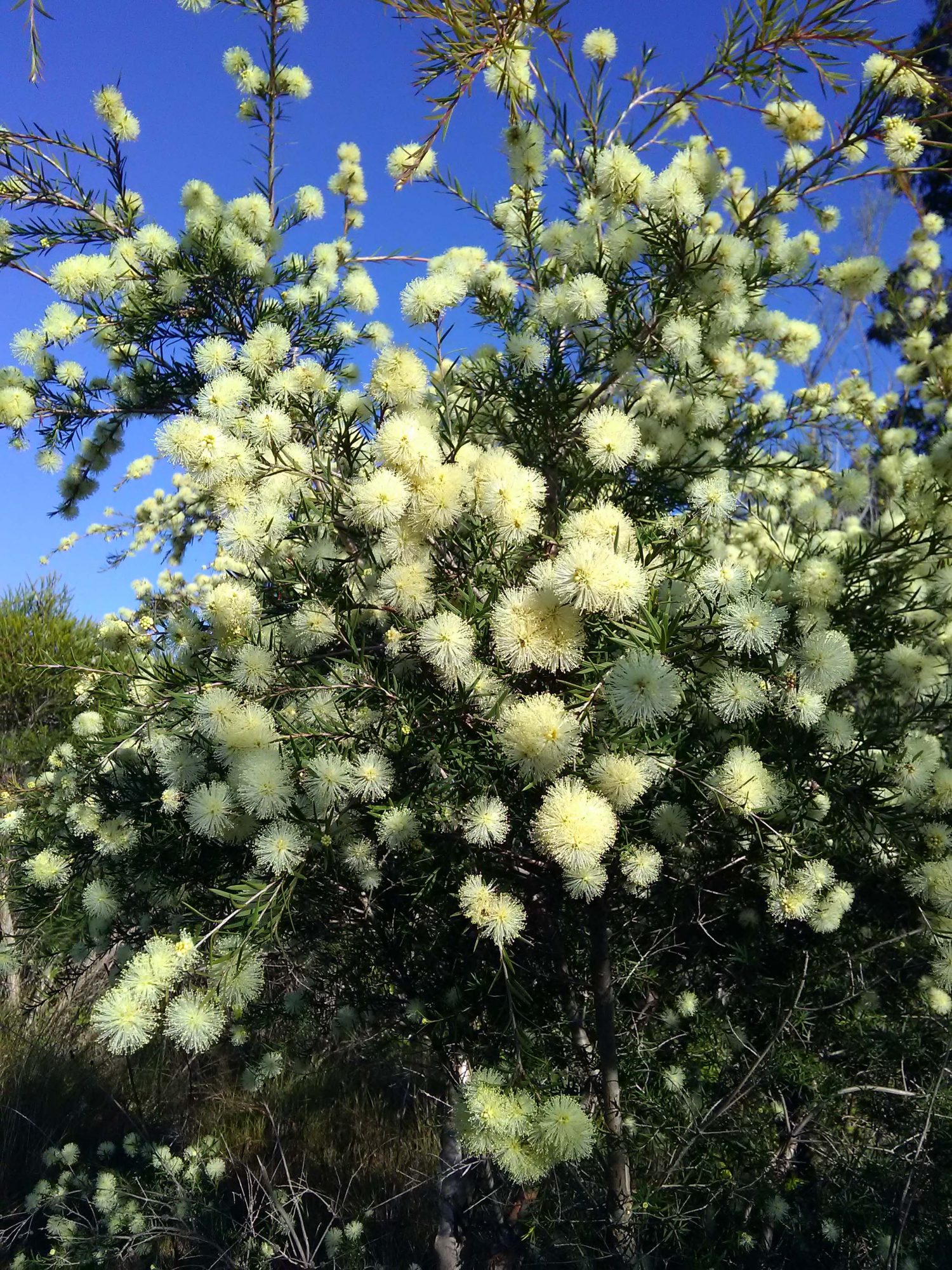 Read more about the article Melaleuca nodosa