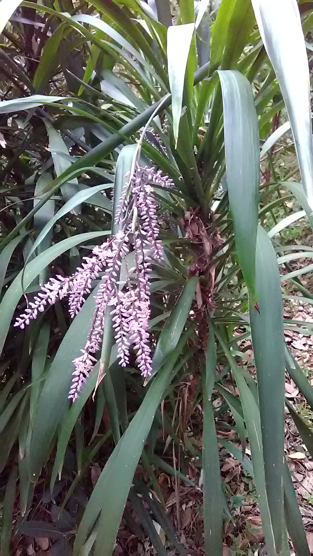Read more about the article Cordyline stricta
