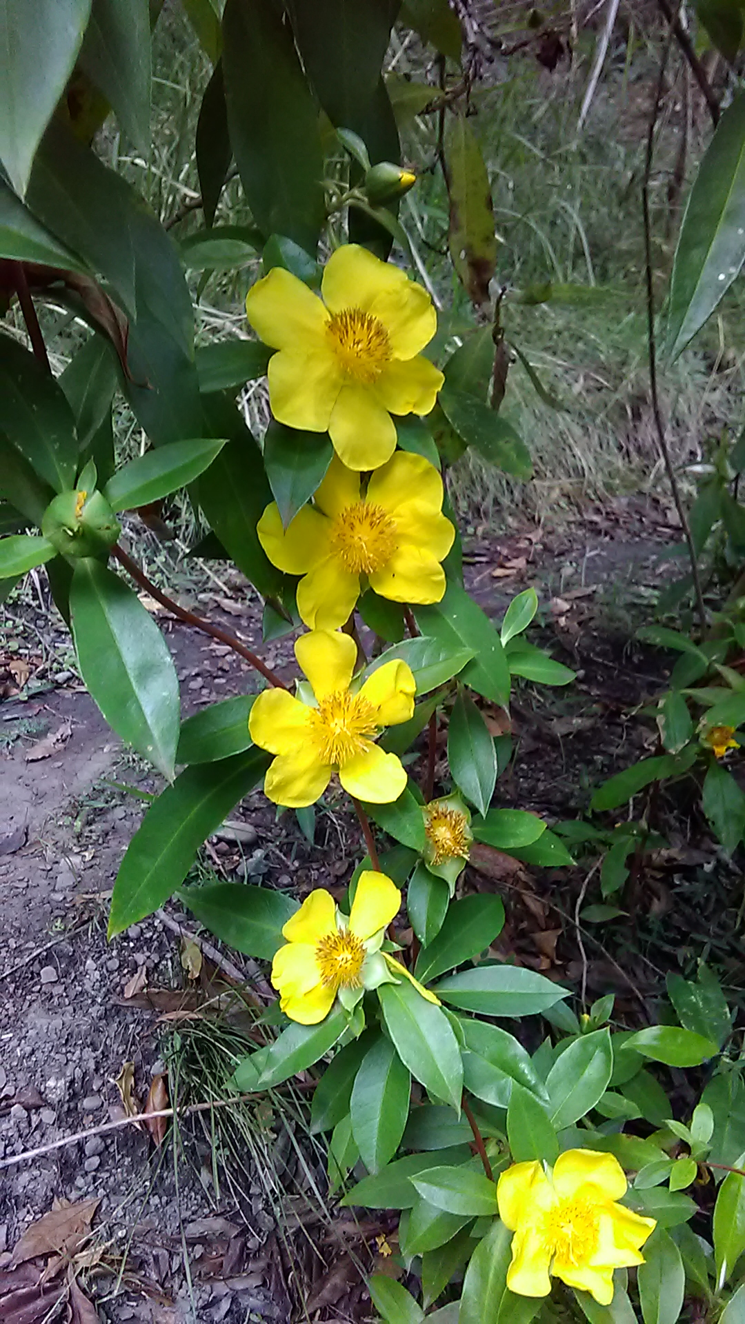Read more about the article Hibbertia scandens