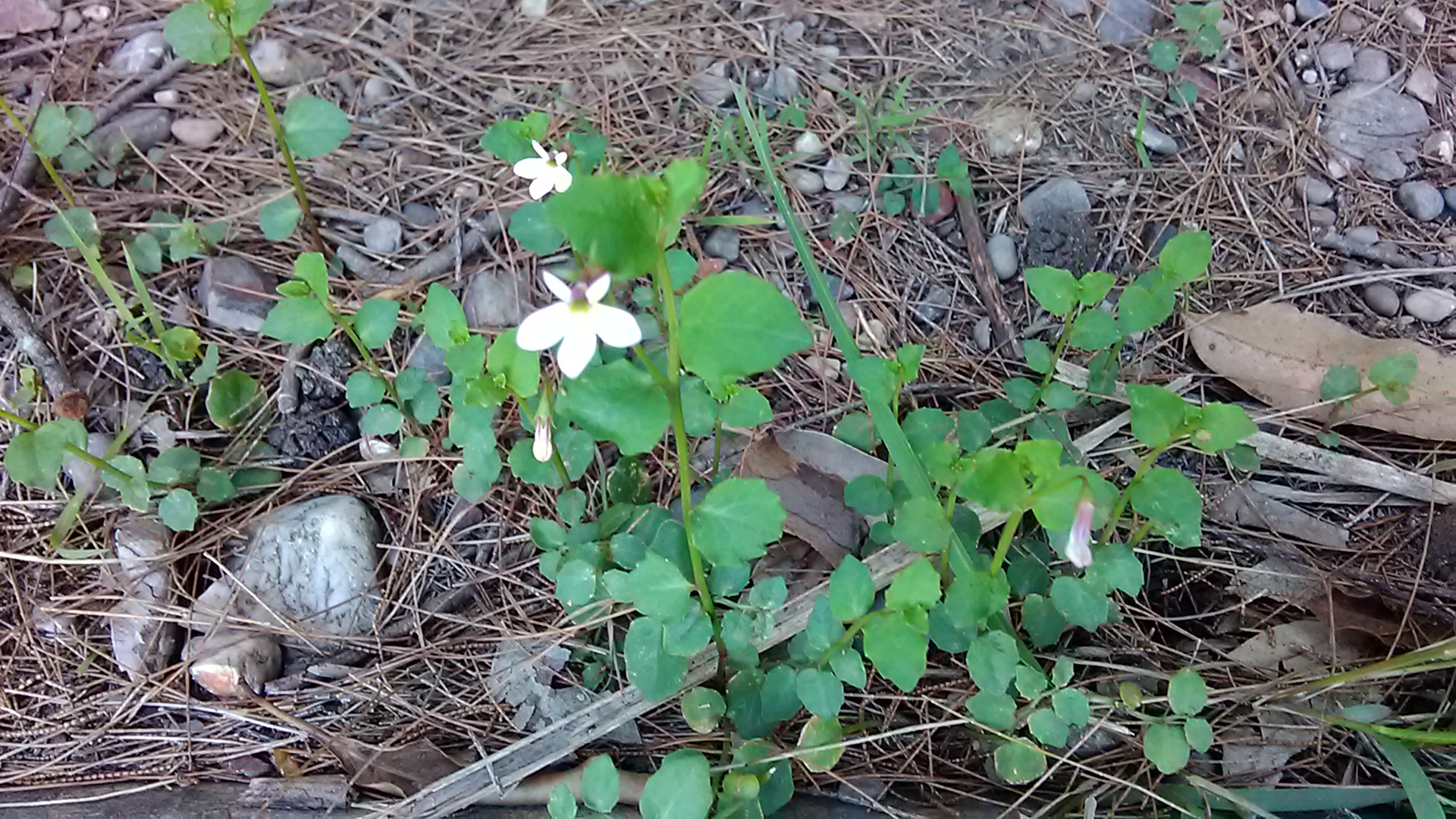 Read more about the article Lobelia purpurascens
