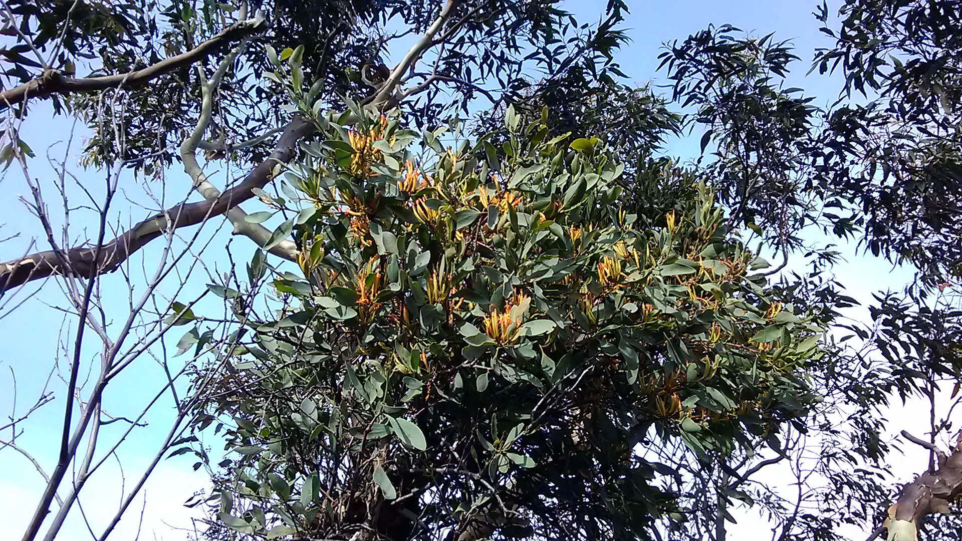 You are currently viewing Mistletoe flowering on Munibung Hill