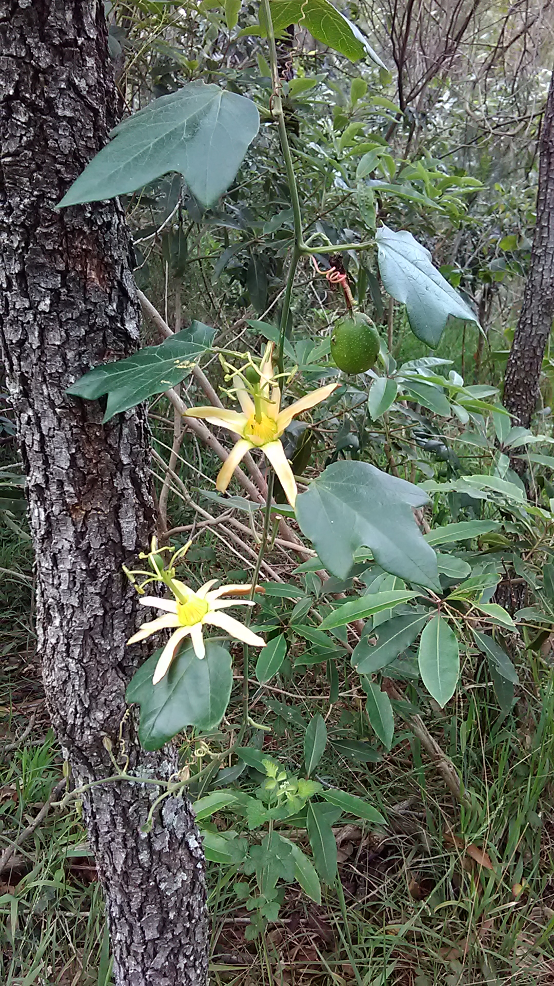 Read more about the article Passiflora herbertiana