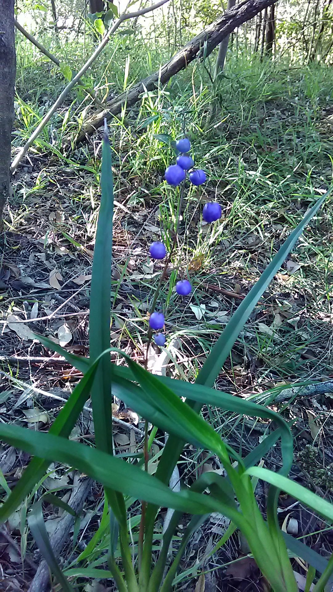 Read more about the article Dianella caerulea