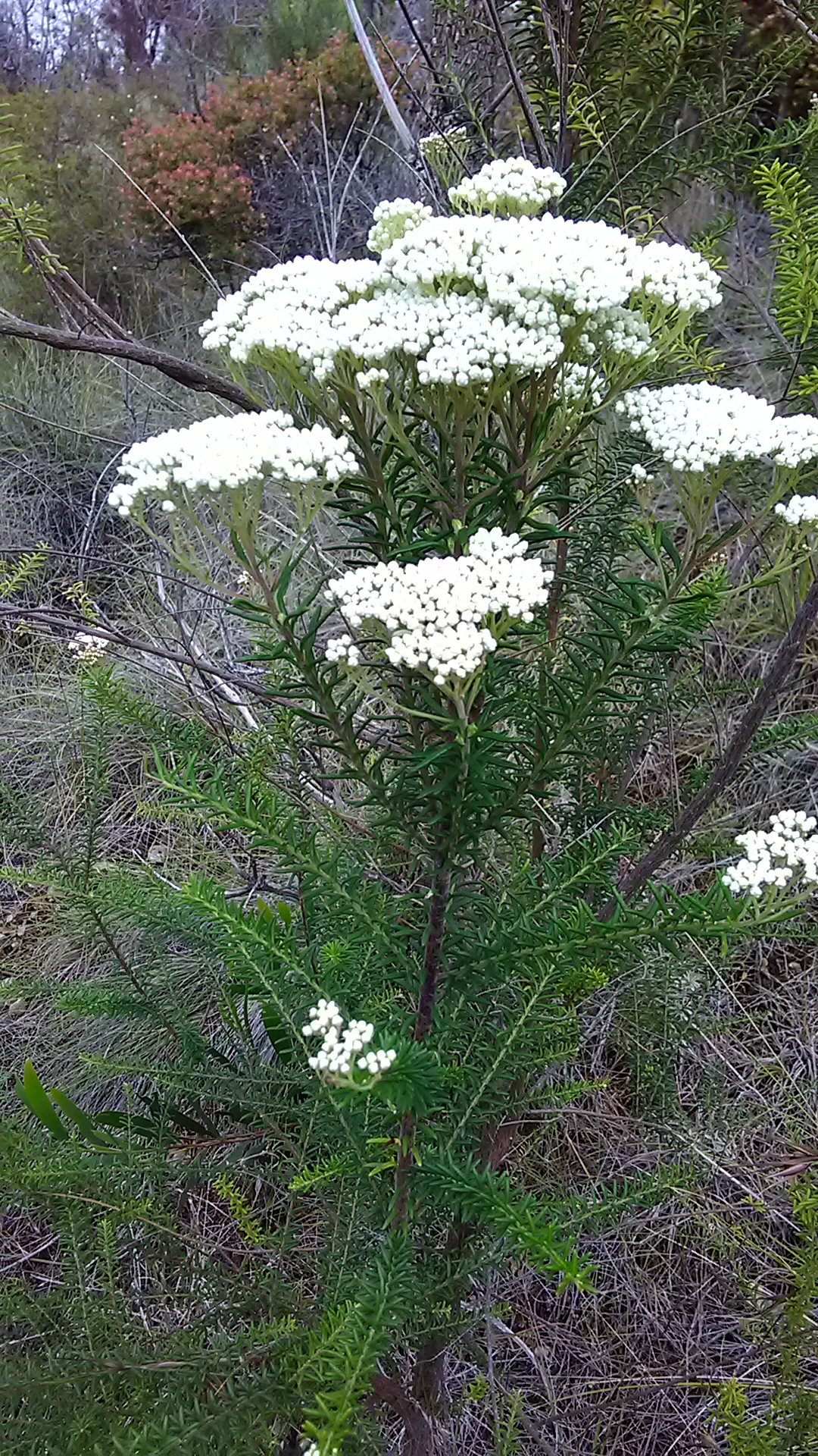 Read more about the article Ozomanthus diosmifolius