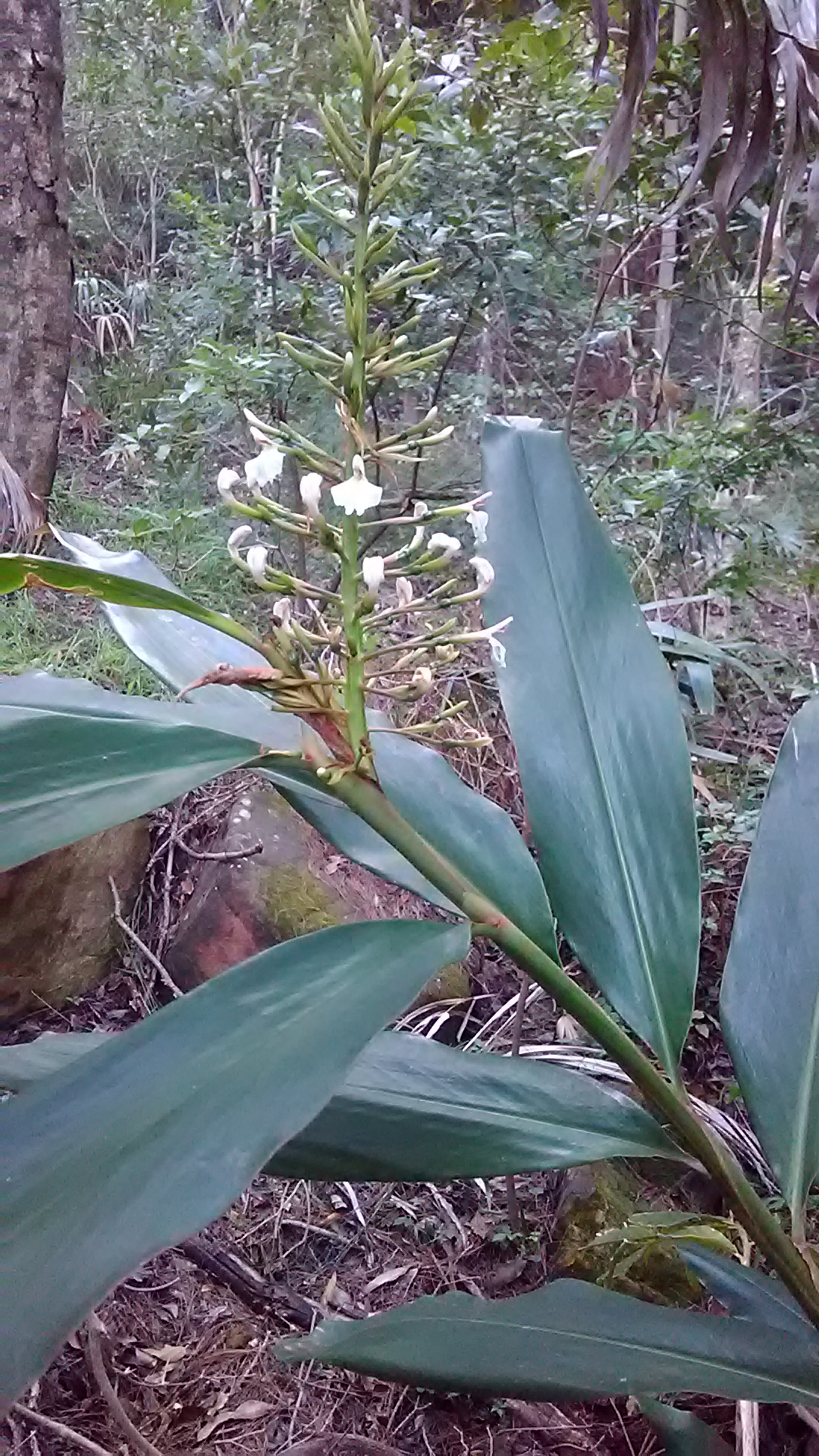 Read more about the article Alpinia caerulea