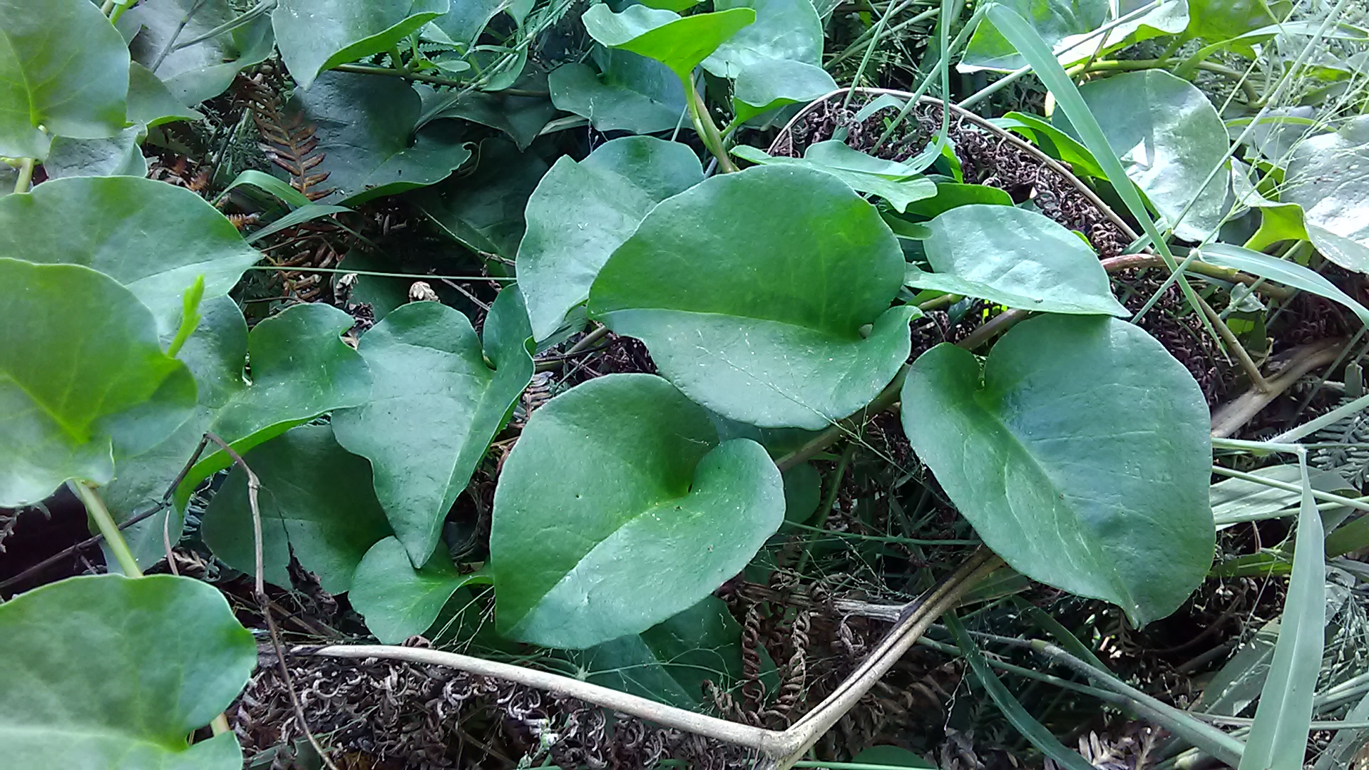 Read more about the article Anredera cordifolia*