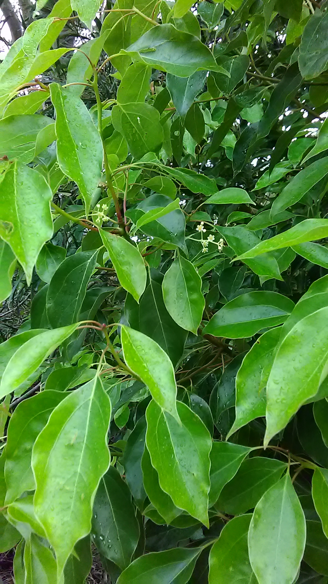 Read more about the article Cinnamonum camphora*