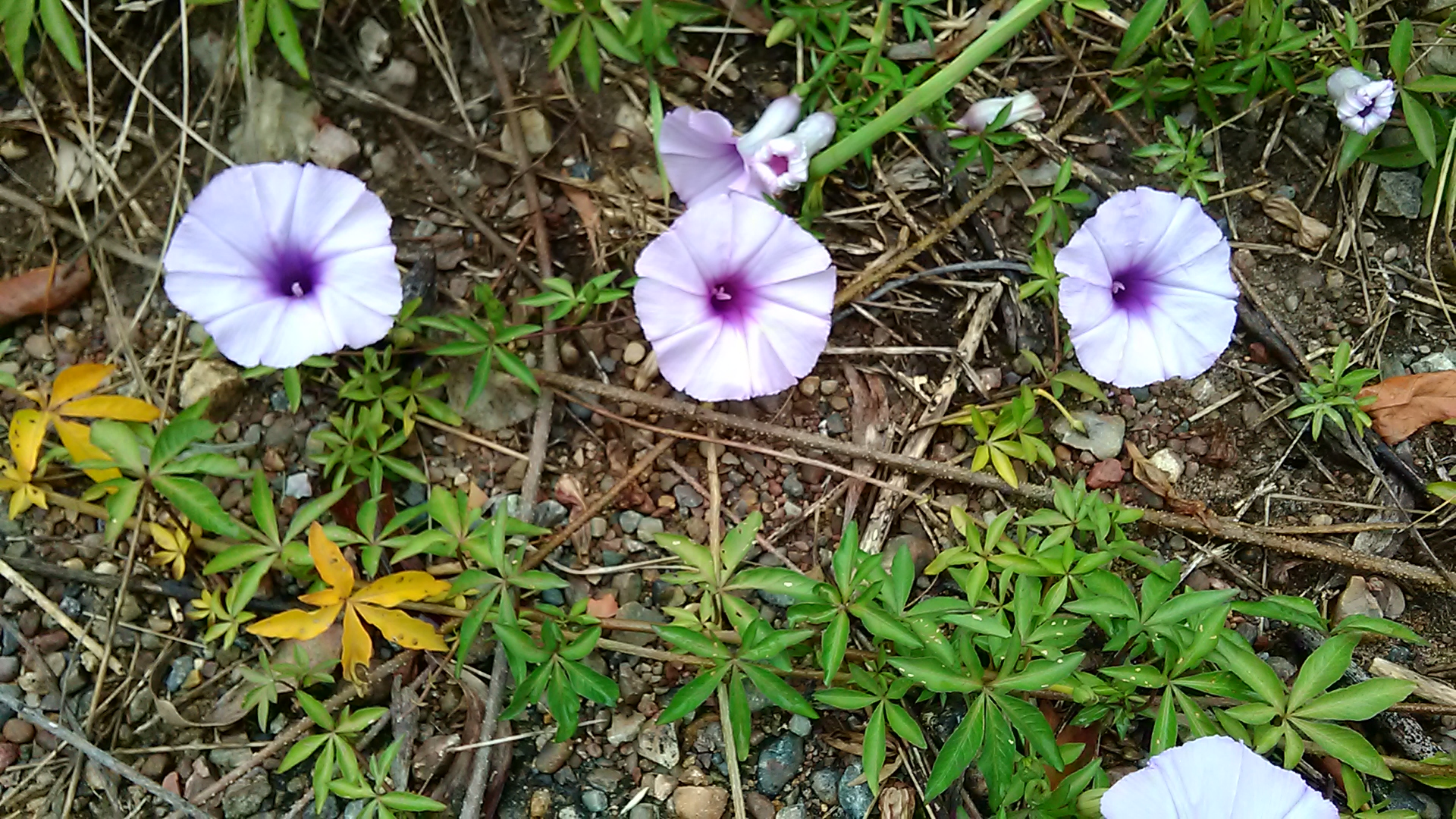 Read more about the article Ipomoea cairica*