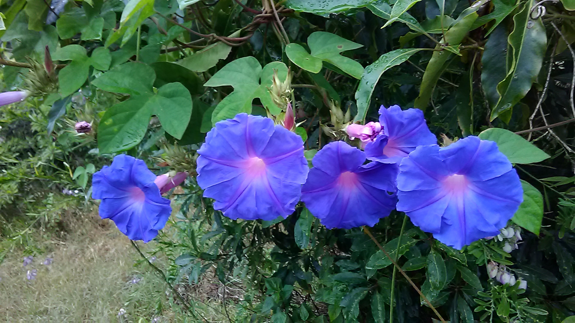 Read more about the article Ipomoea indica*