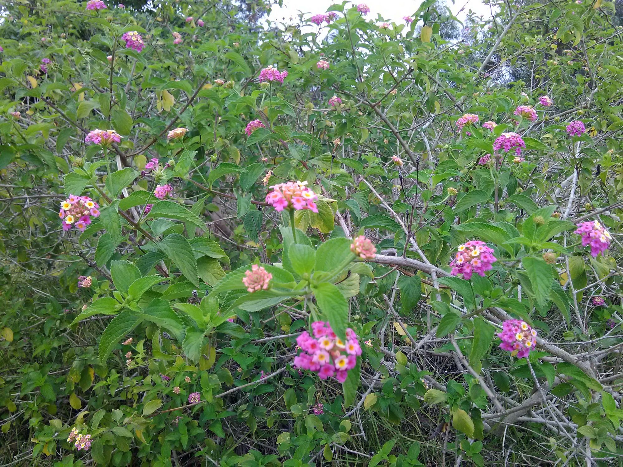 Read more about the article Lantana camara*