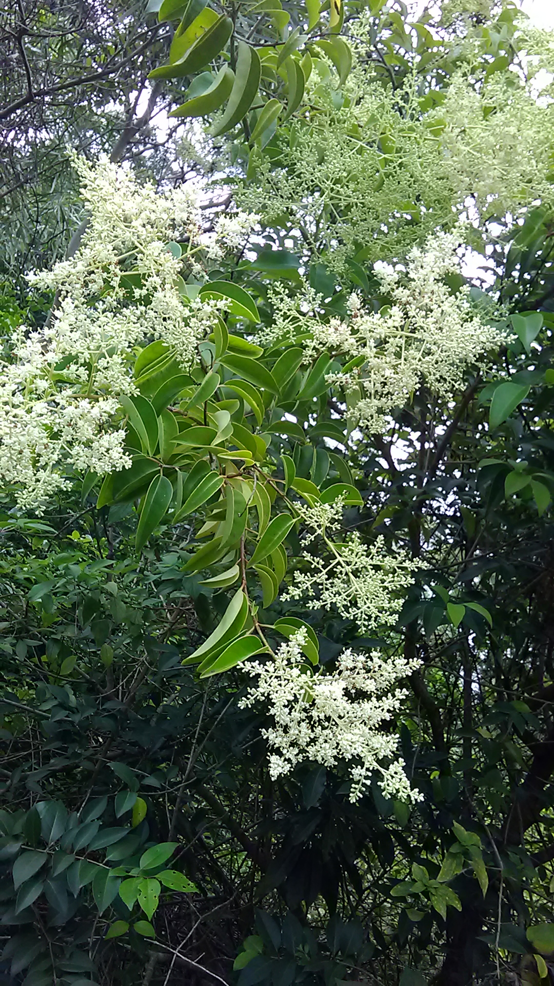 Read more about the article Ligustrum lucidum*