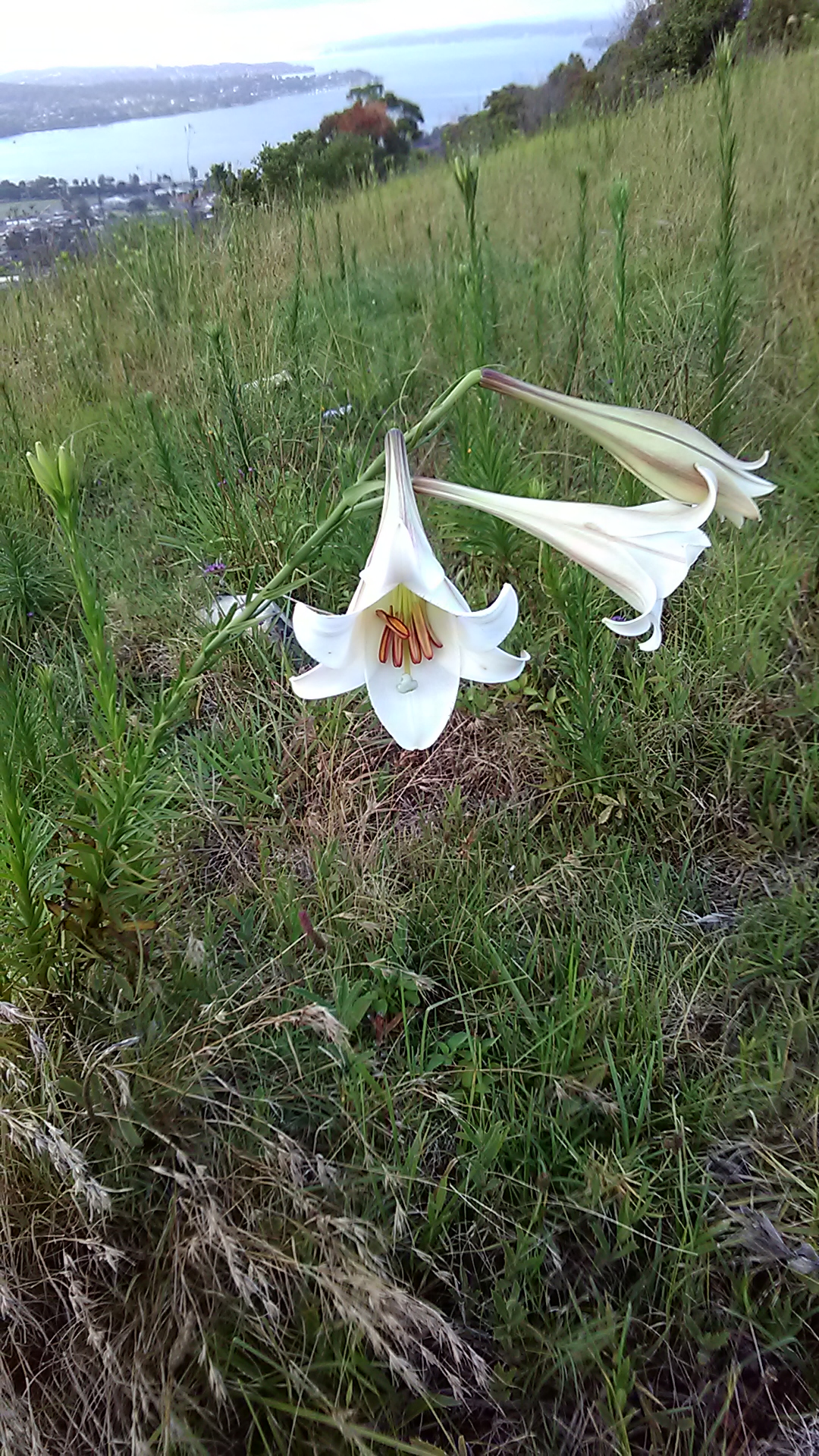 Read more about the article Lilium formosanum*