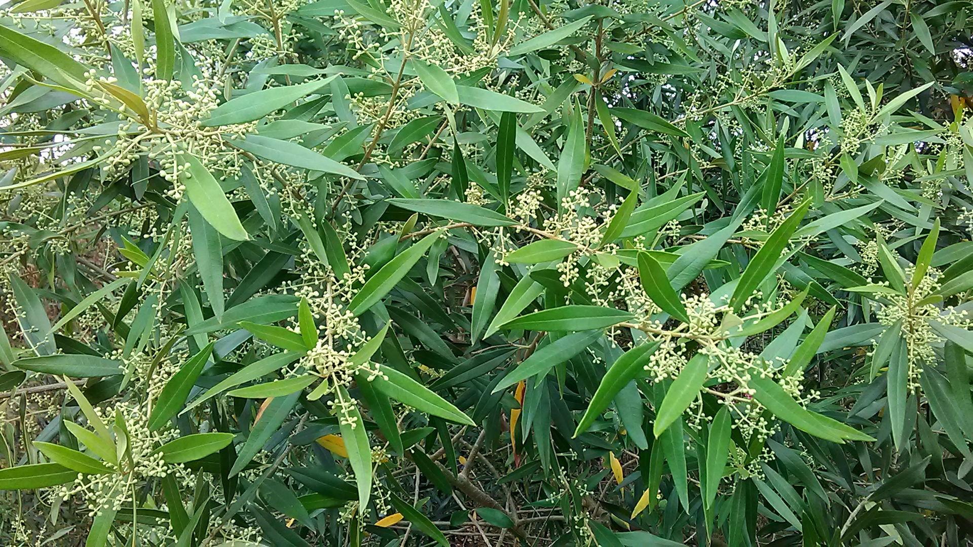 Read more about the article Olea europaea spp africana*