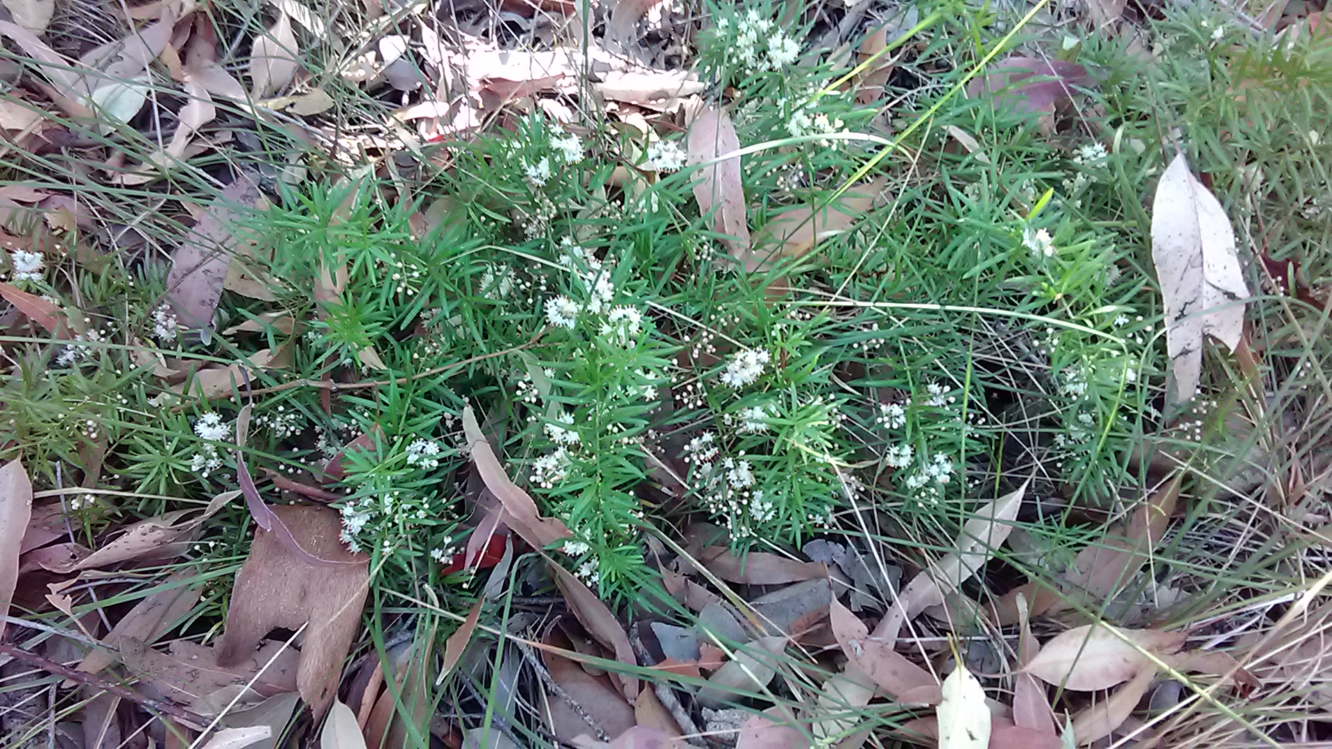 Read more about the article Protoasparagus-aetheopicus*