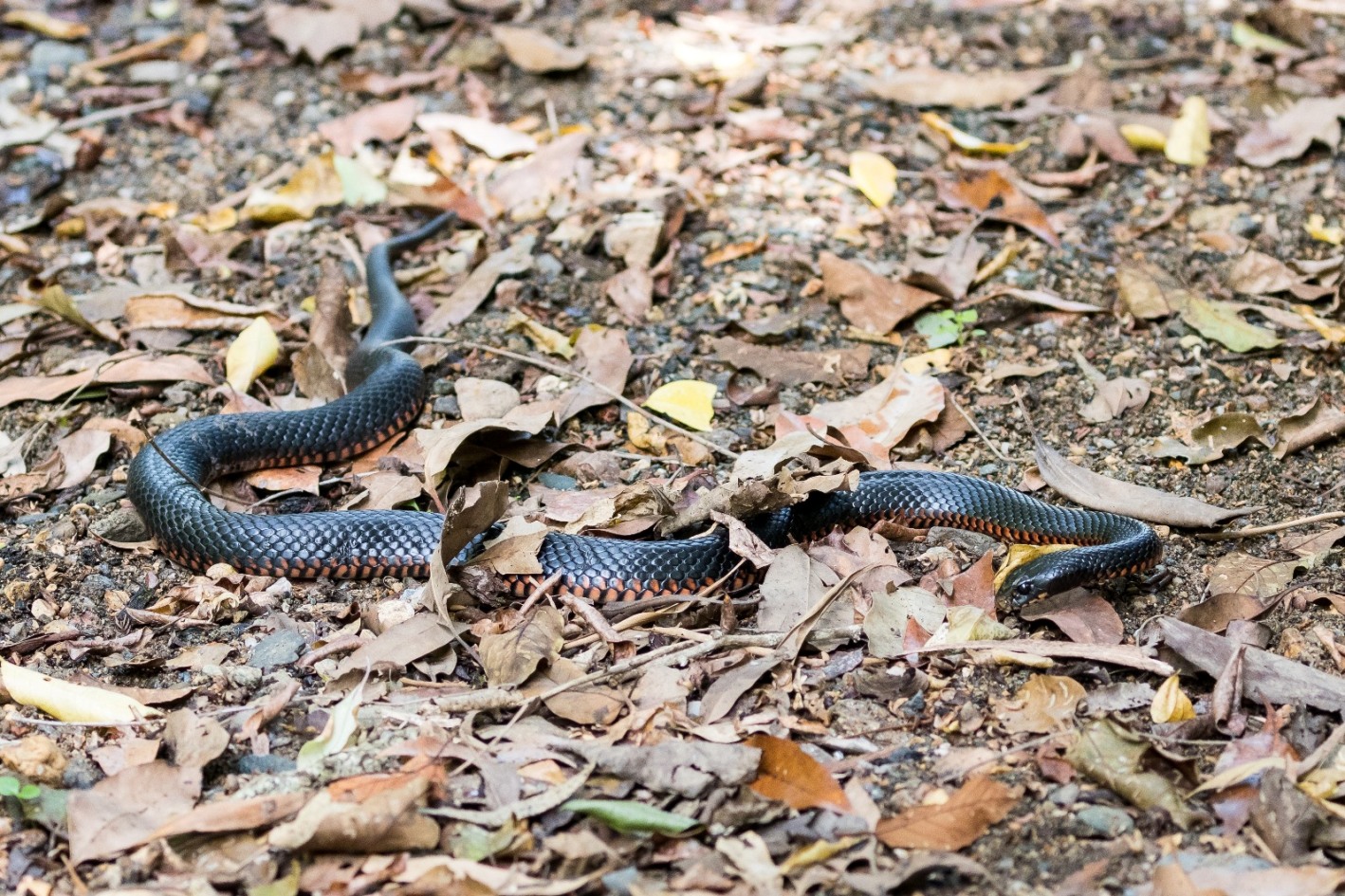 Read more about the article Pseudechis porphyriacus