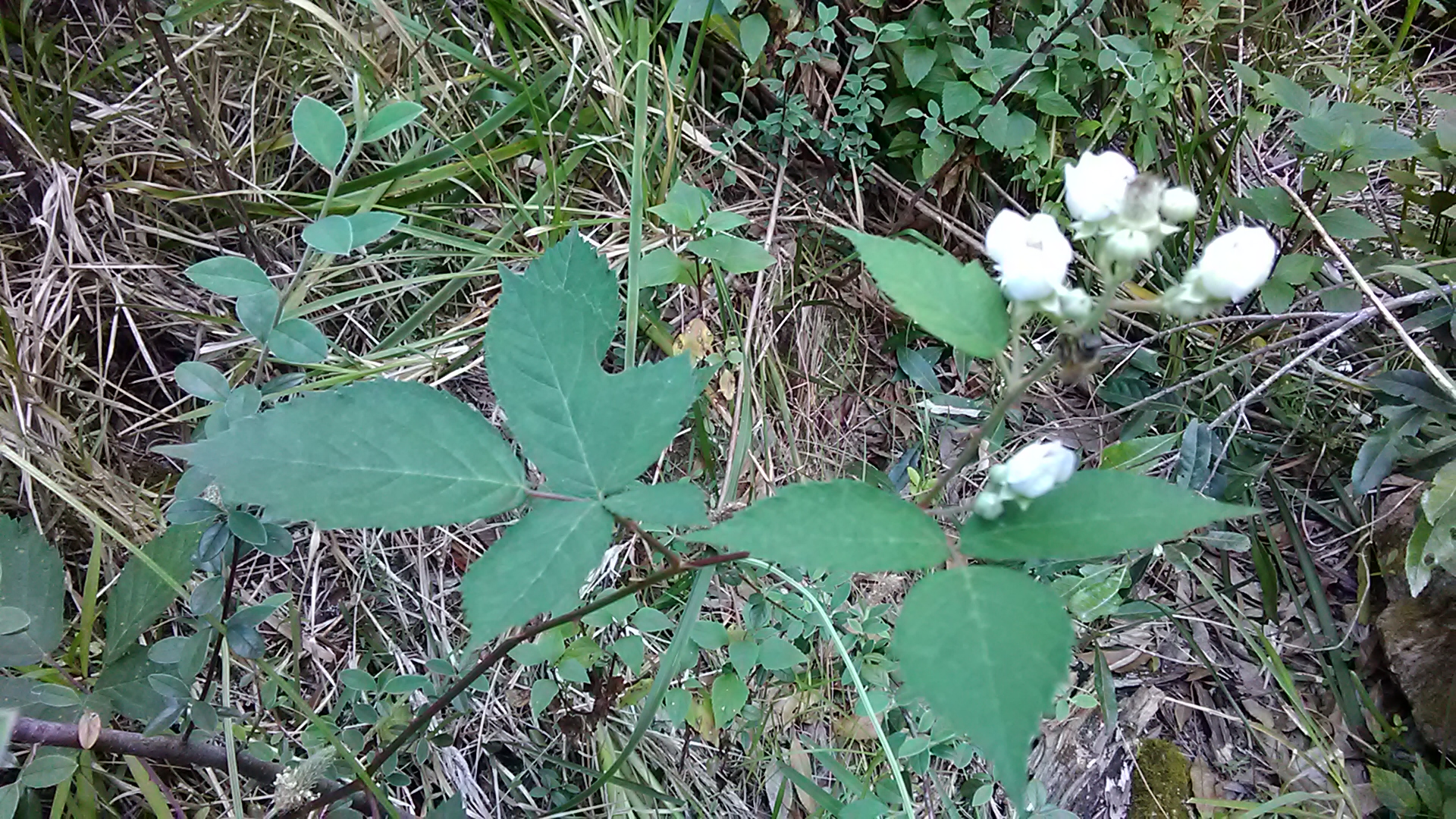 Read more about the article Rubus fruticosus*