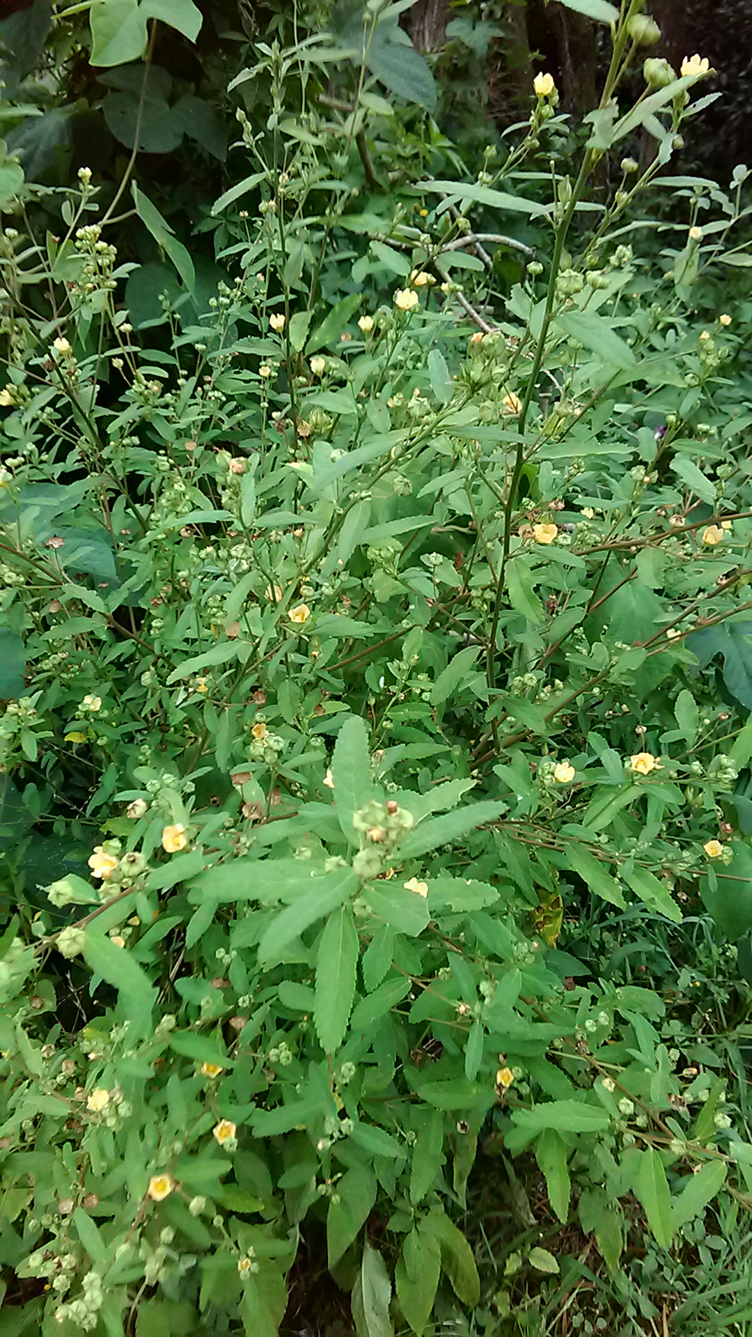 Read more about the article Sida rhombifolia*