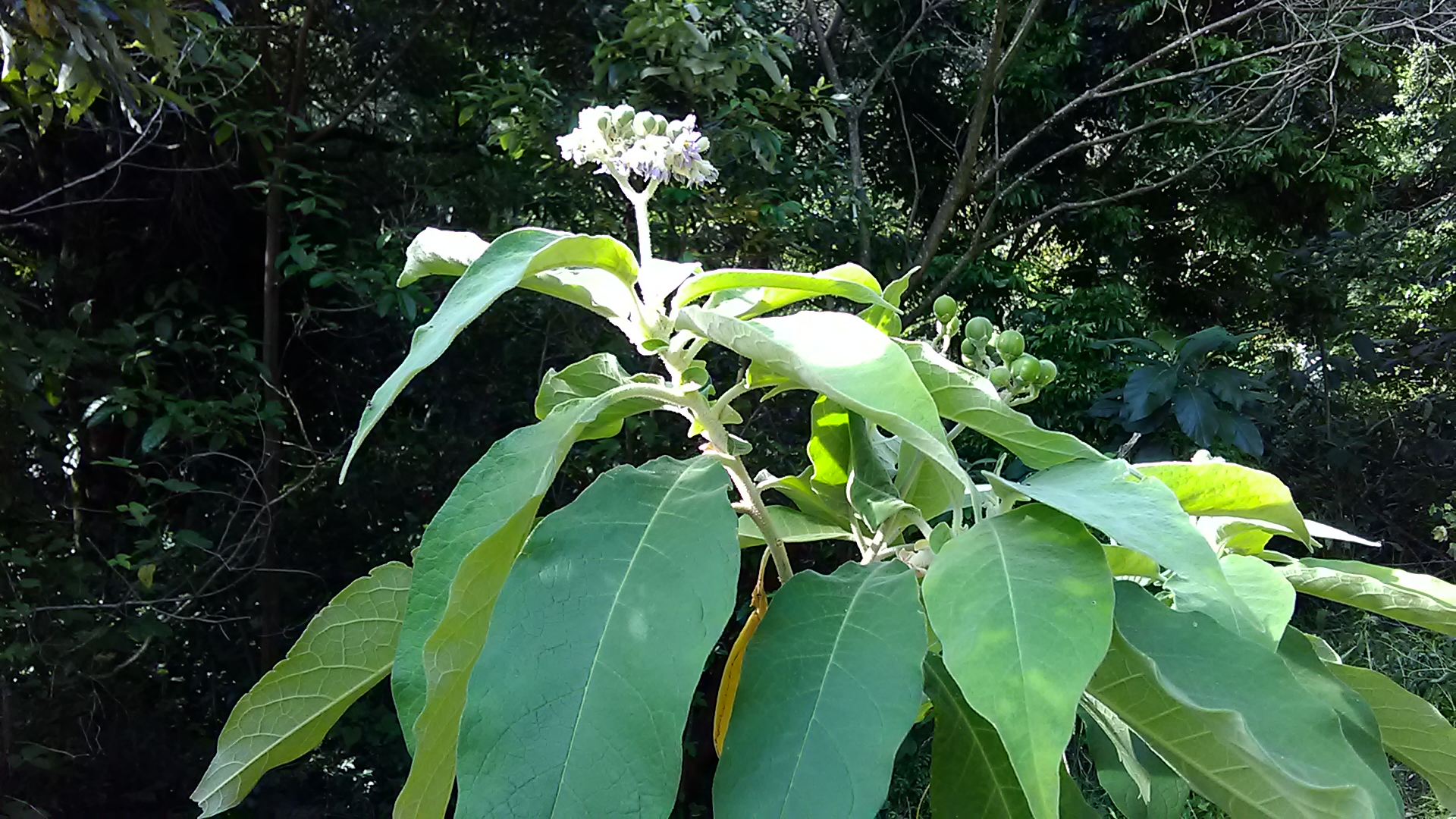 Read more about the article Solanum mauritianum*
