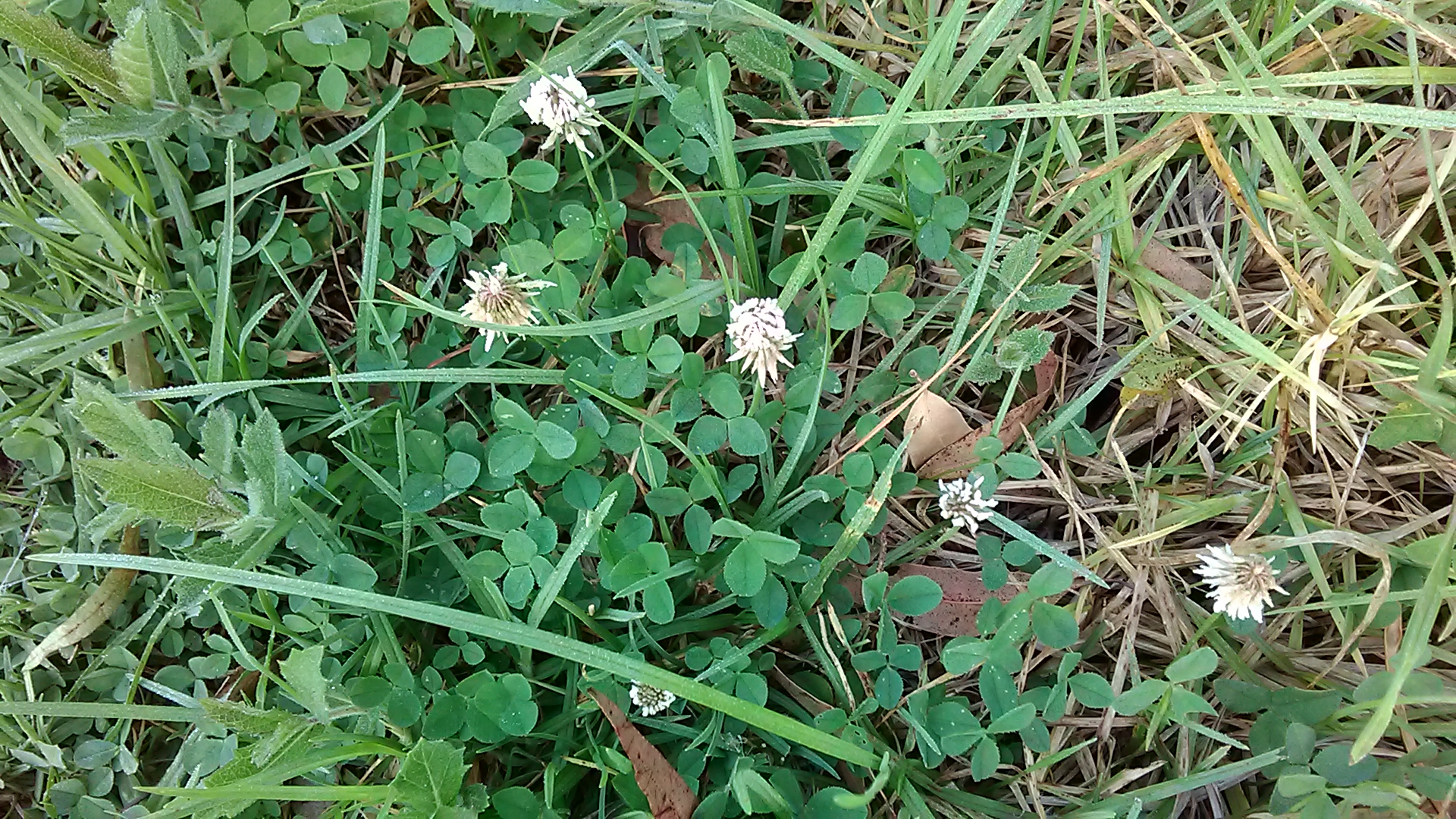 Read more about the article Trifolium repens*