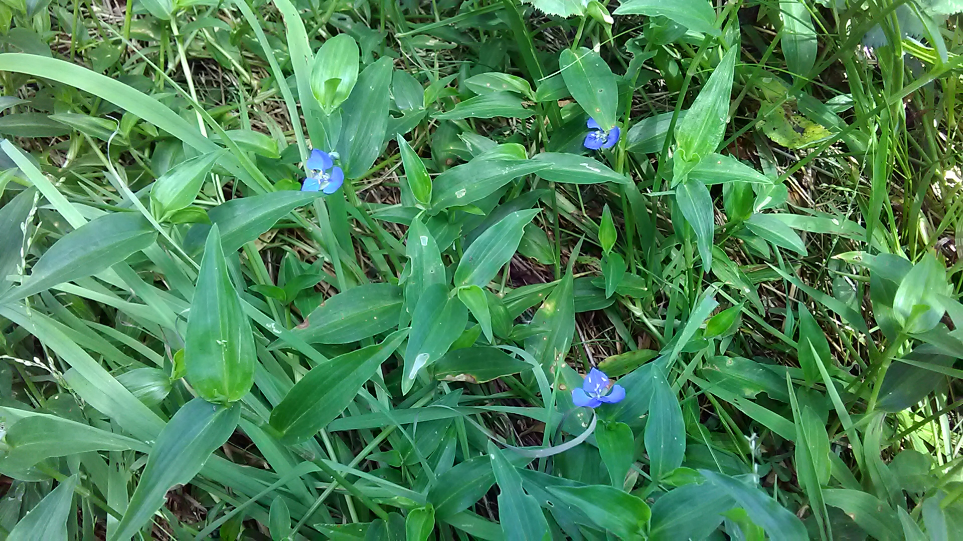 Read more about the article Commelina cyanea