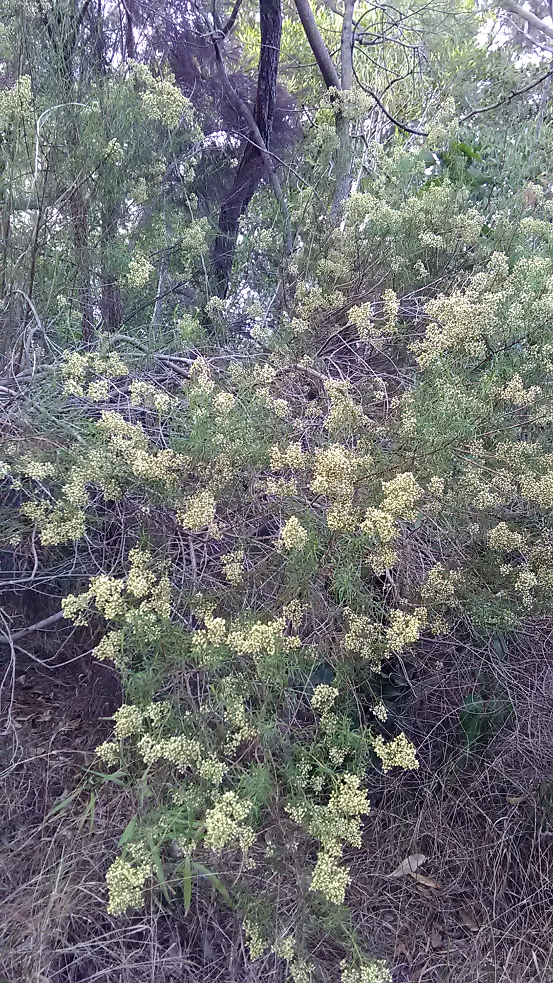 Read more about the article Cassinia aculeata