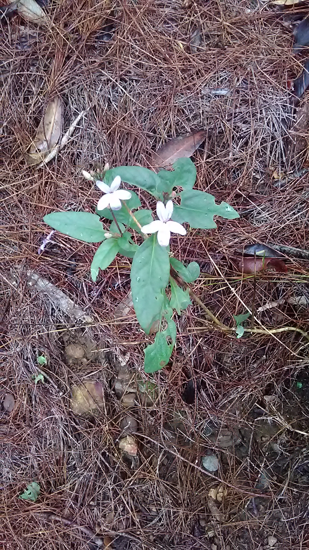 Read more about the article Pseuderanthemum variabile