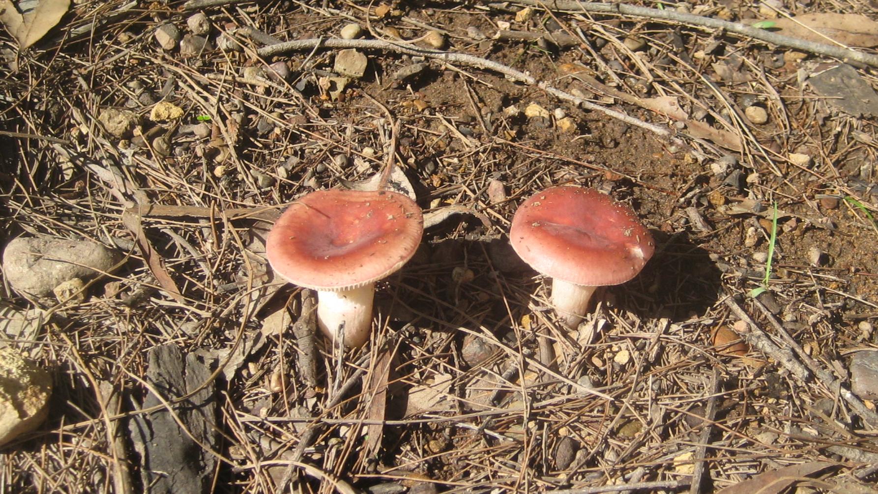 Read more about the article ?Lactarius eucalypti