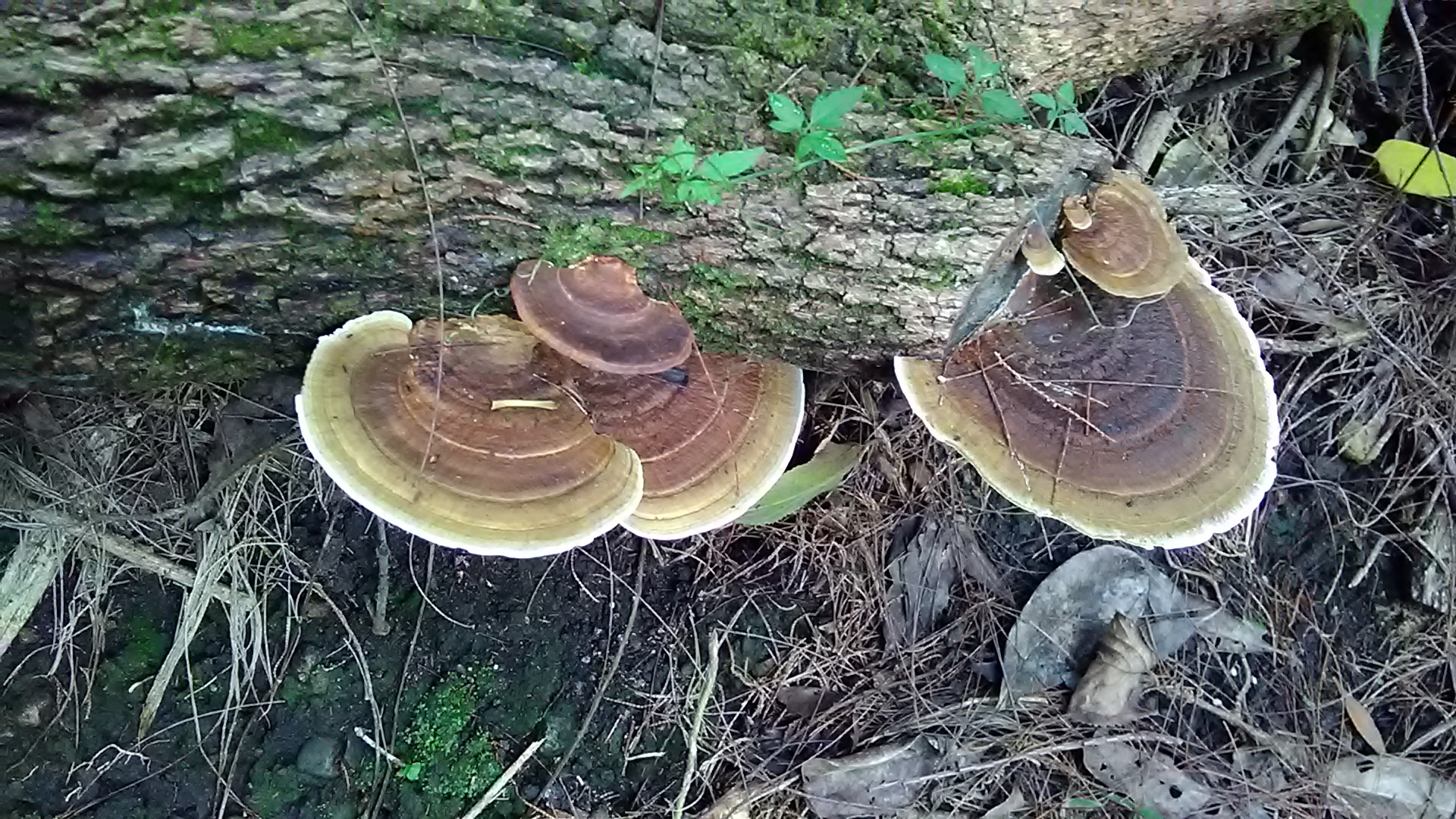 Read more about the article ?Hexagonia tenuis