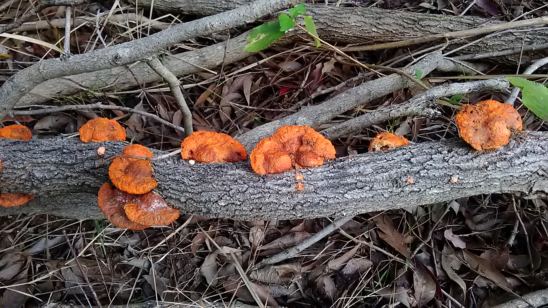 Read more about the article Pycnoporus coccineus