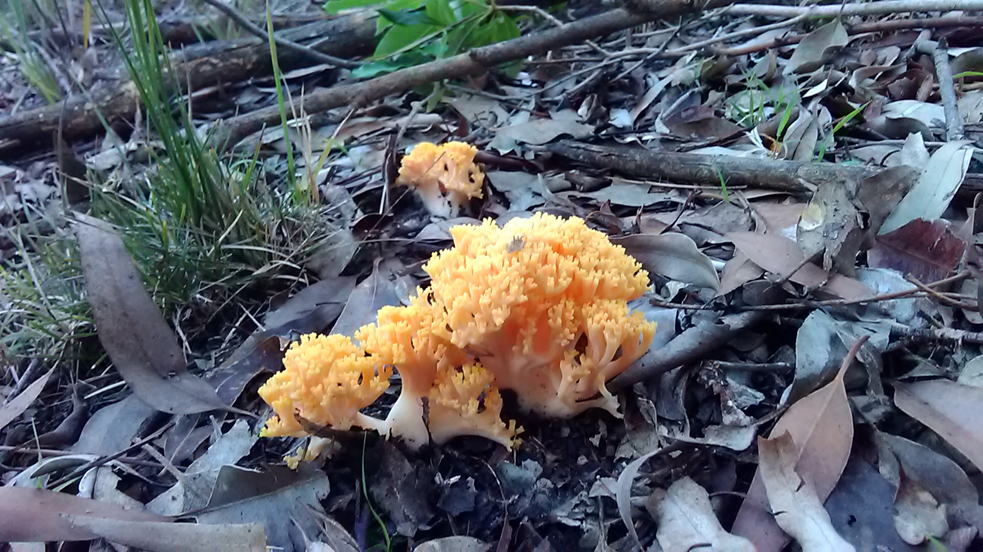 Read more about the article Ramaria capitata