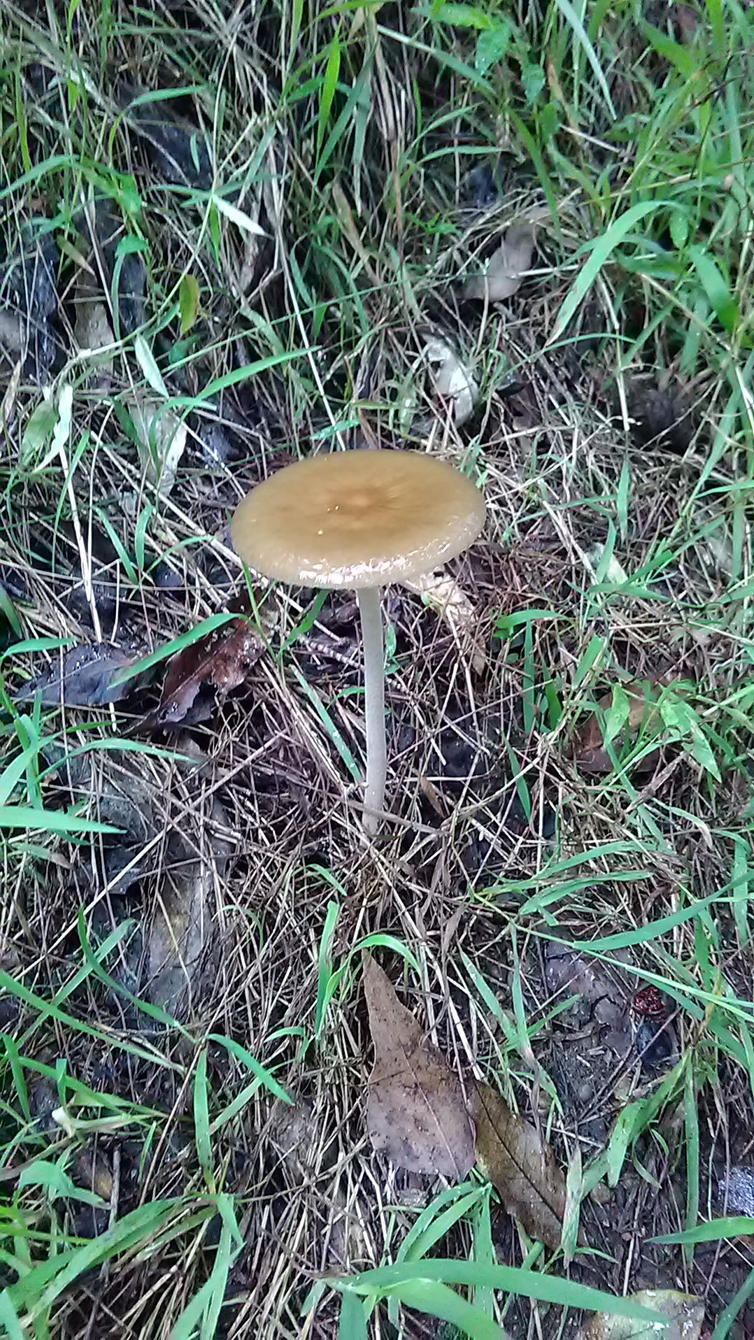 Read more about the article Hymenopellis radicata group