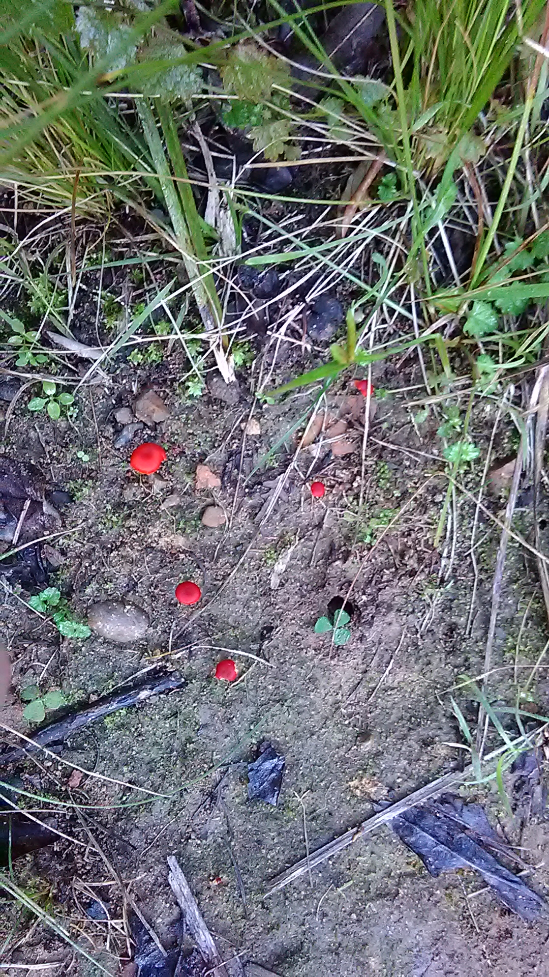 Read more about the article Mycena viscidocruenta
