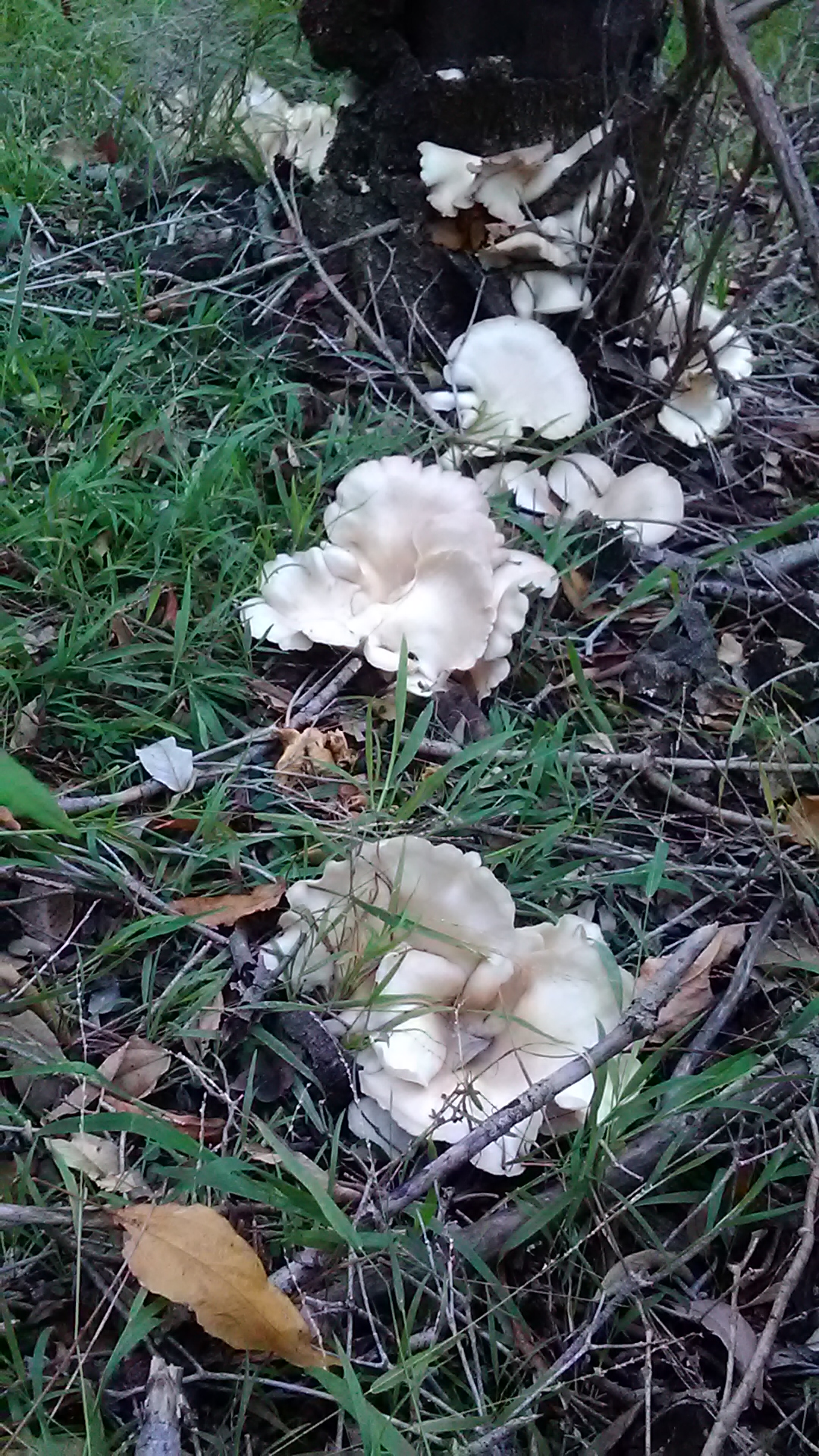 Read more about the article ? Pleurotus sp