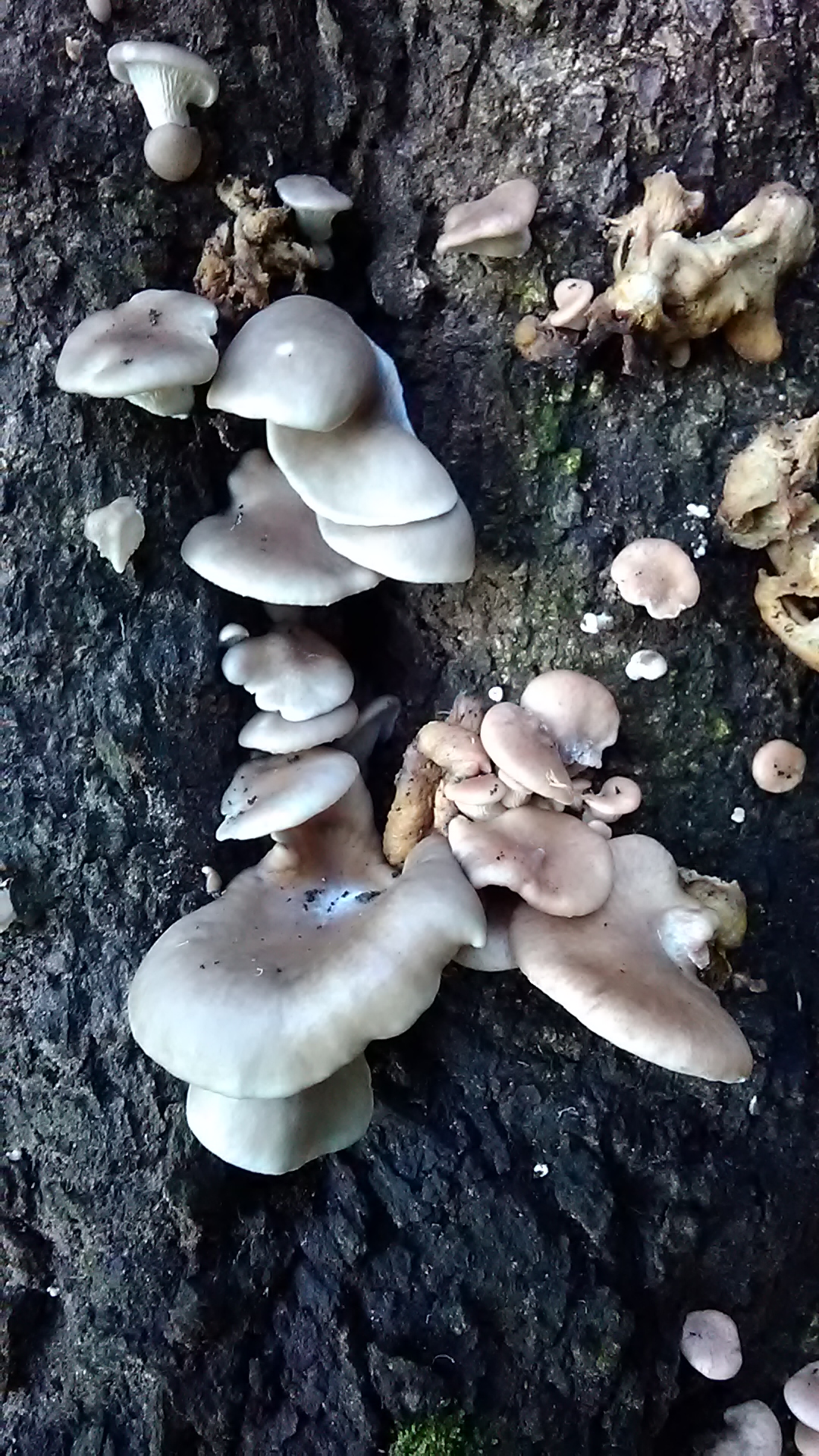 Read more about the article ?Pleurotus sp