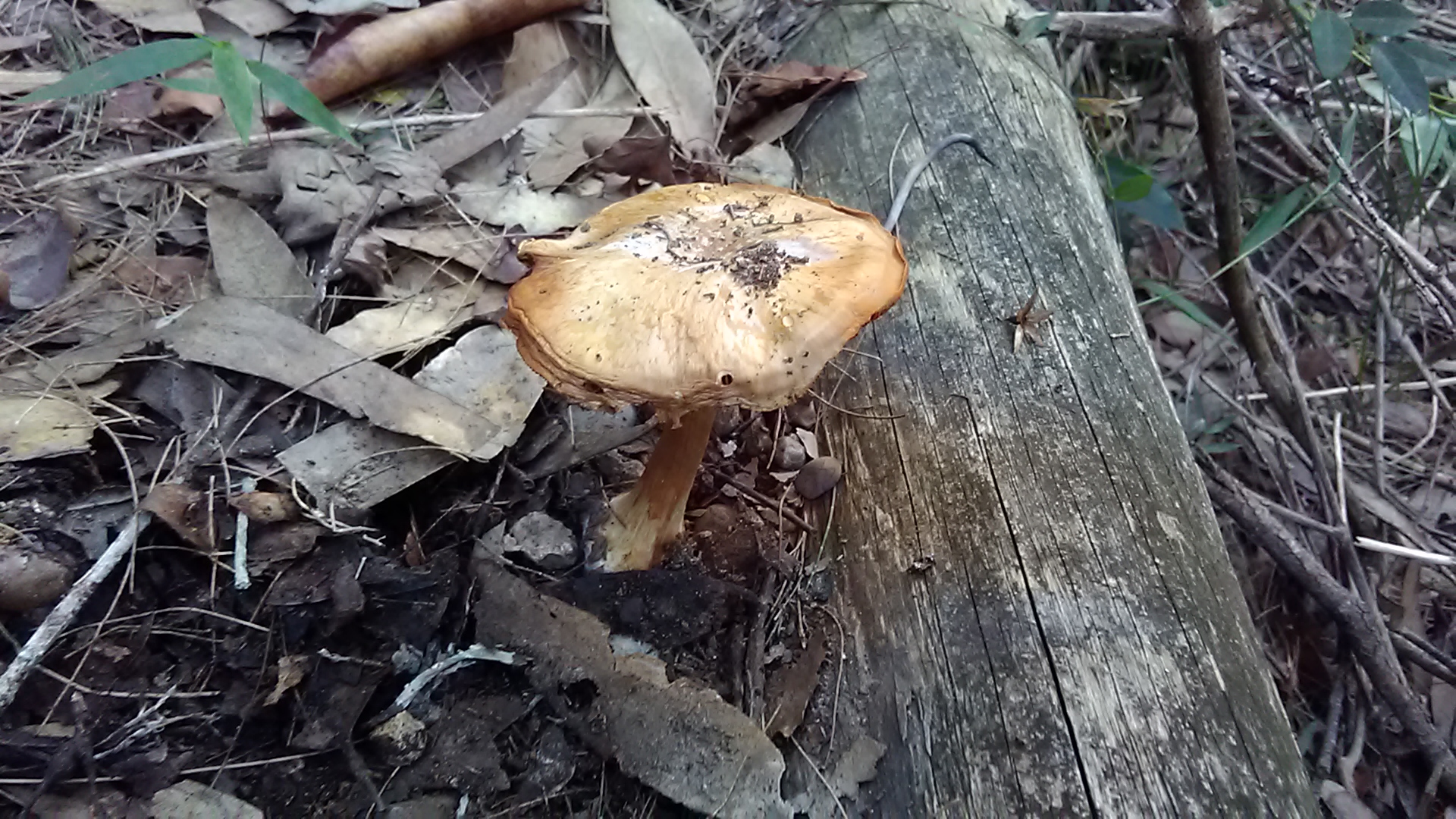 Read more about the article ? Cortinarius sp
