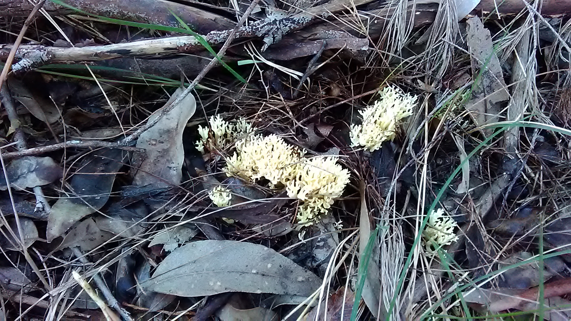 Read more about the article ? Ramaria sp