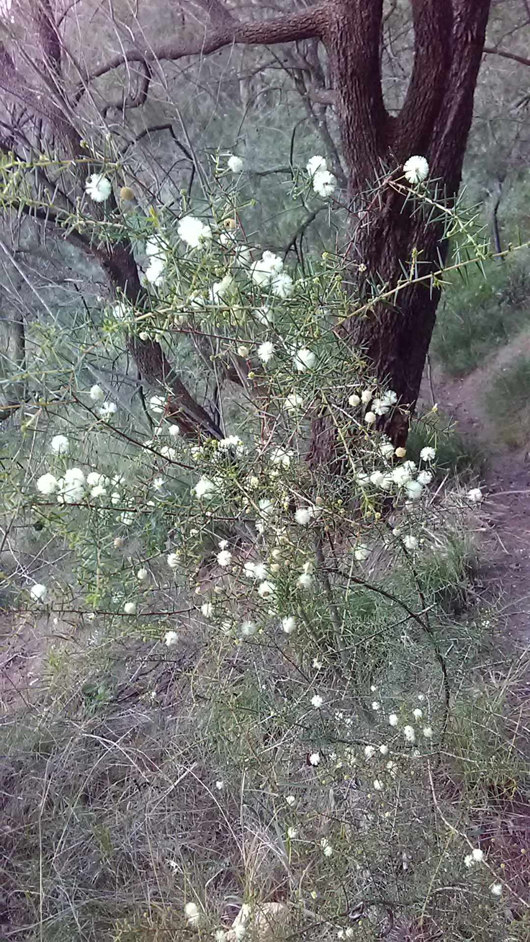 Read more about the article Acacia ulicifolia