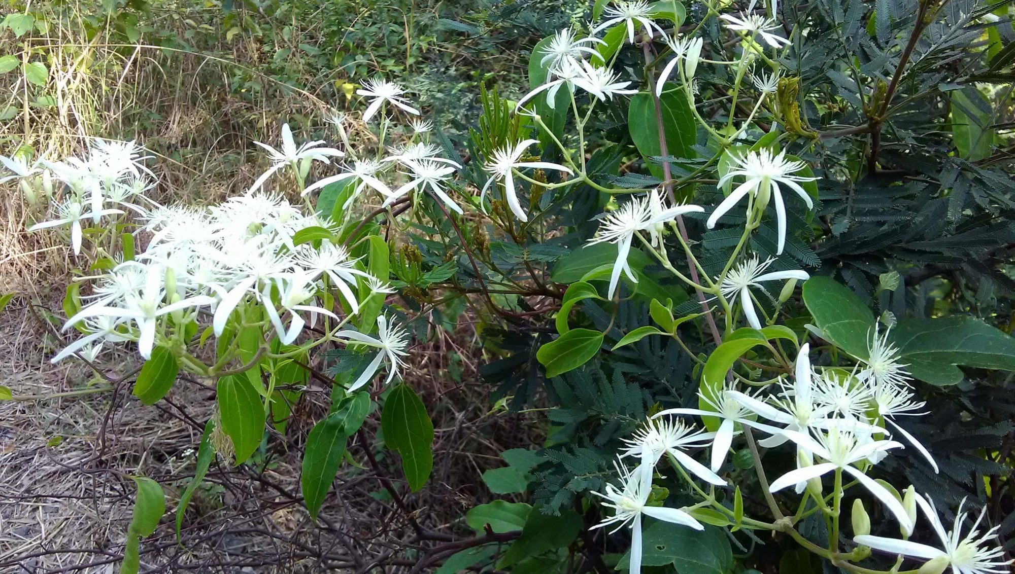 Read more about the article Clematis glycinoides