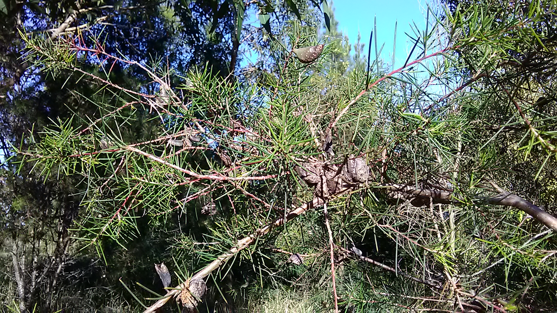 Read more about the article Hakea sericea