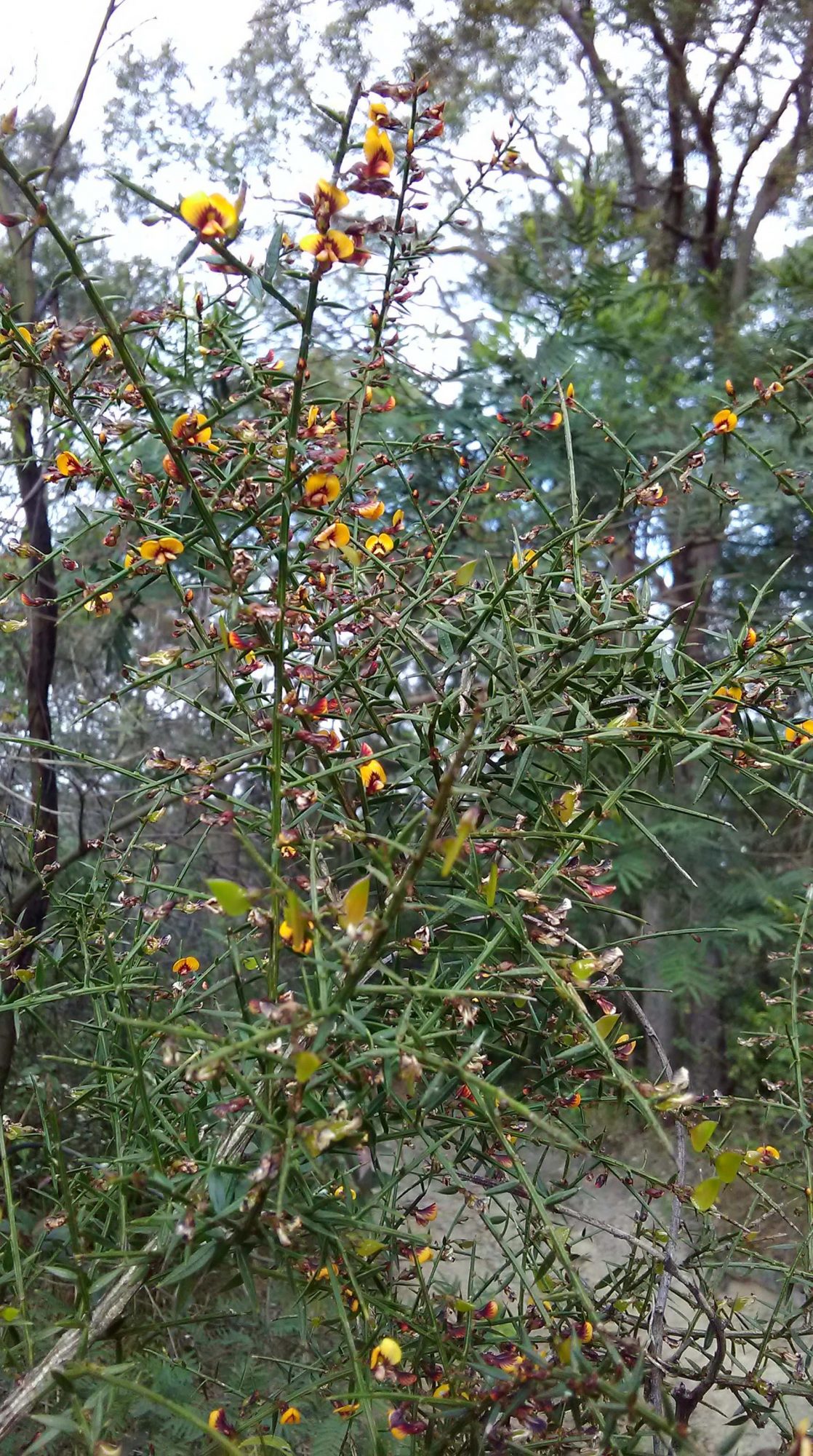 Read more about the article Daviesia ulicifolia