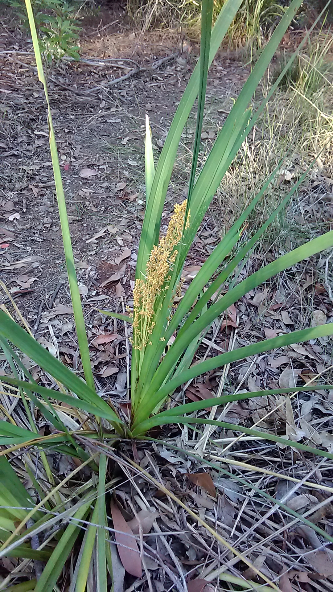 Read more about the article Lomandra longifolia