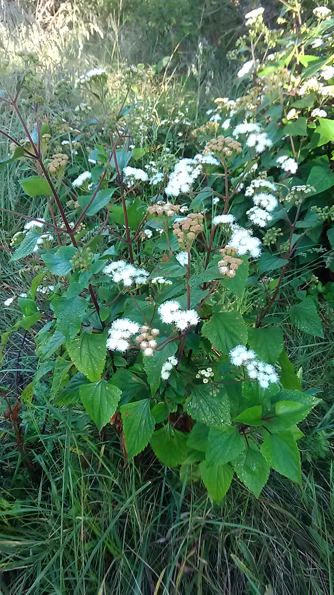 Read more about the article Ageratina adenophora*