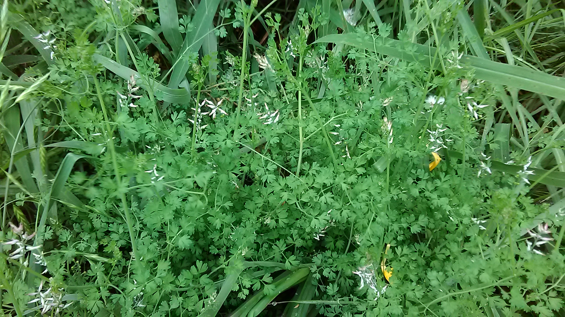 Read more about the article Fumaria officinalis*