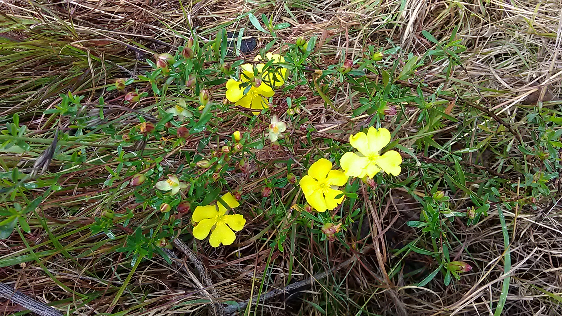 Read more about the article Hibbertia obtusifolia