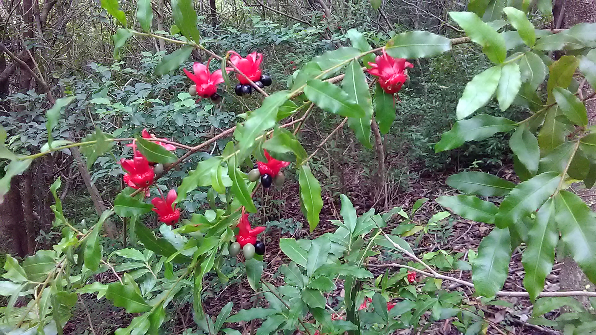 Read more about the article Ochna serrulata*