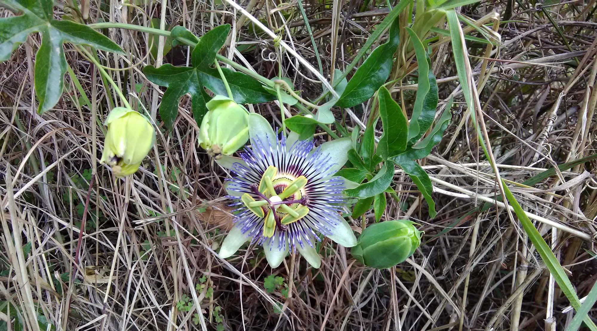 Read more about the article Passiflora sp*