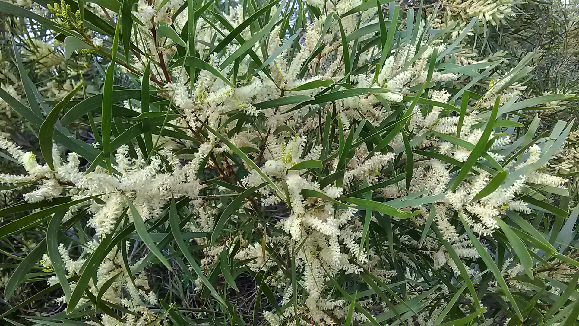 Read more about the article Acacia maidenii