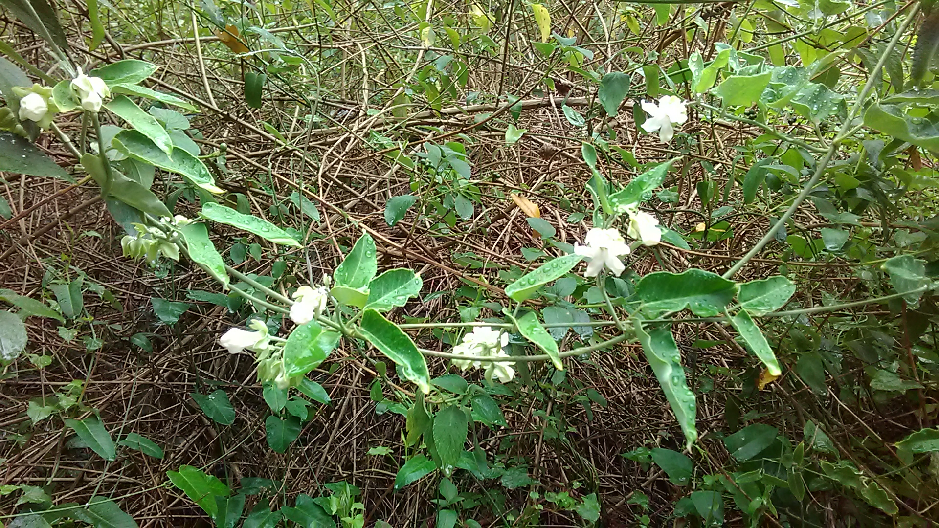 Read more about the article Araujia sericifera*